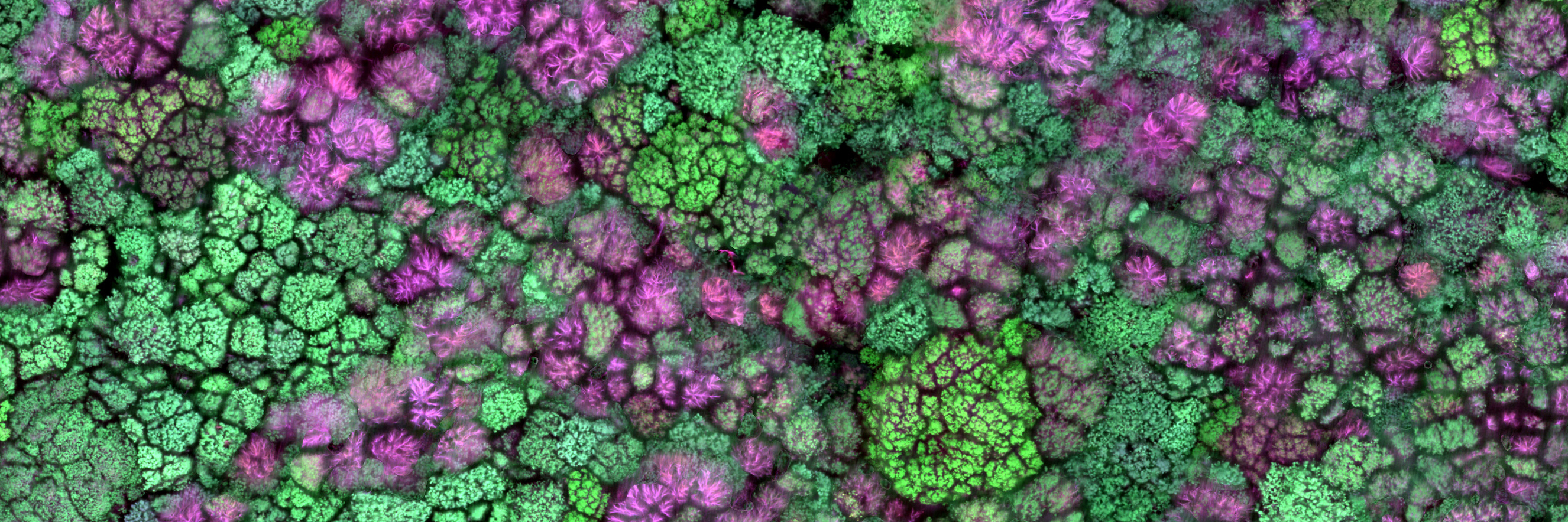 multispectral orthomosaic